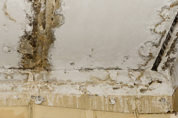 Best Basement Mold Removal  in Aurora, NE