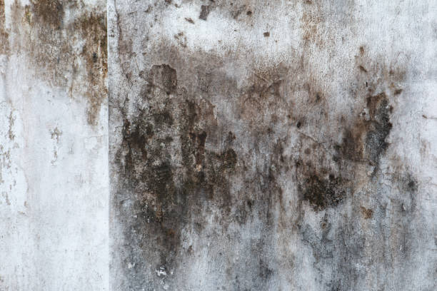 Best Mold Damage Restoration  in Aurora, NE