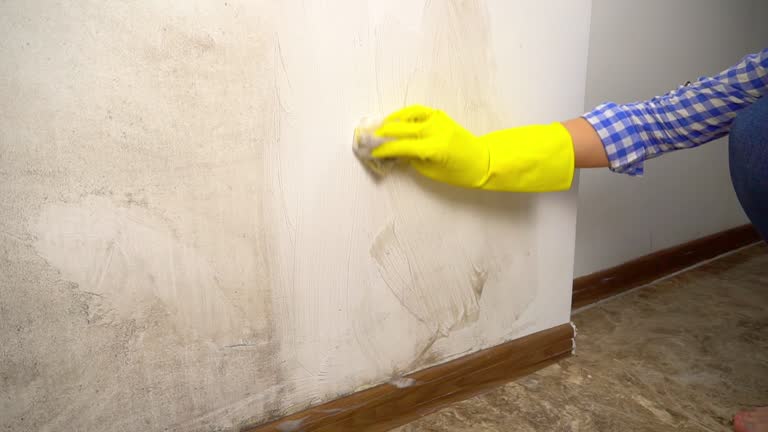 Best Attic Mold Removal  in Aurora, NE