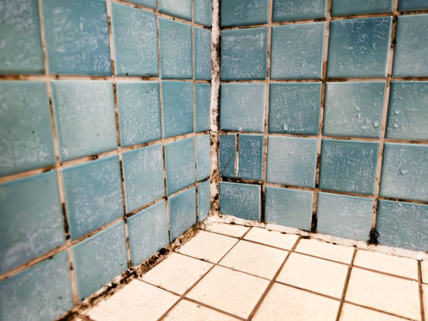 Best Asbestos and Lead Testing During Mold Inspection  in Aurora, NE