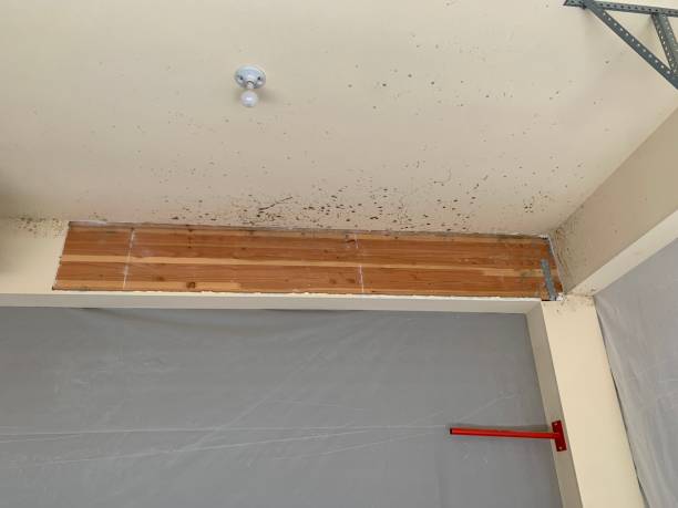 Best Post-Construction Mold Inspection  in Aurora, NE