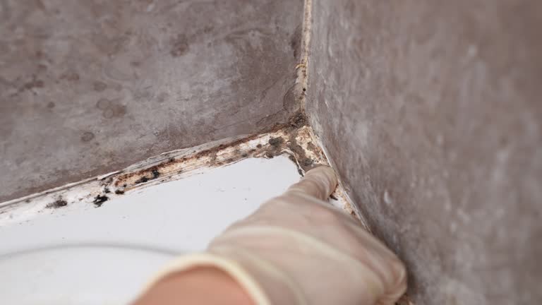 Best Emergency Mold Remediation  in Aurora, NE